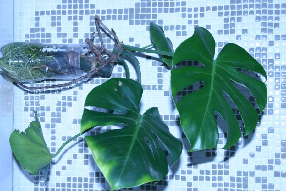 Ушки Долли у монстеры