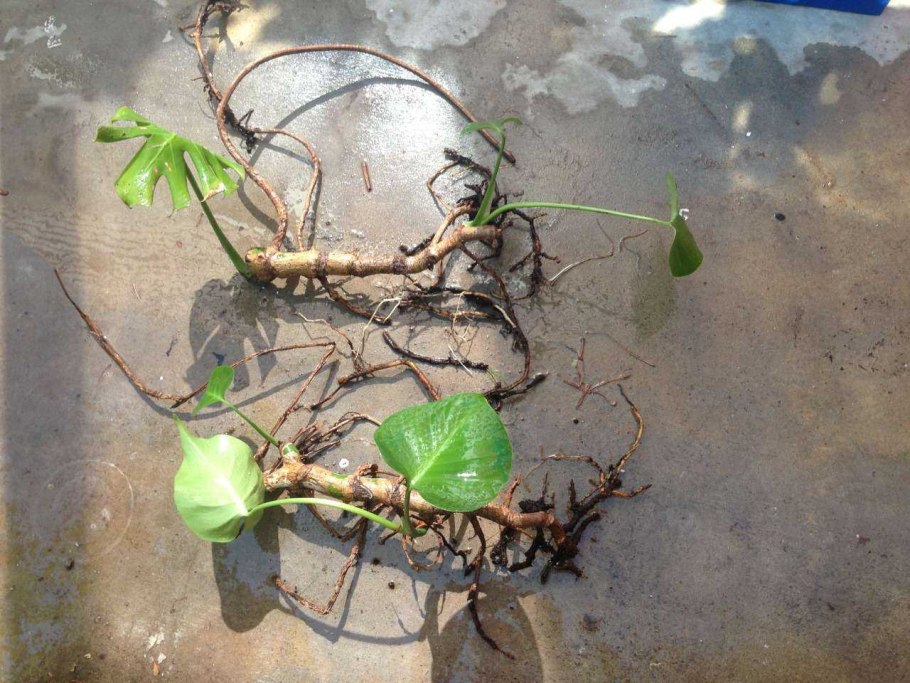 Вялые листья у монстеры