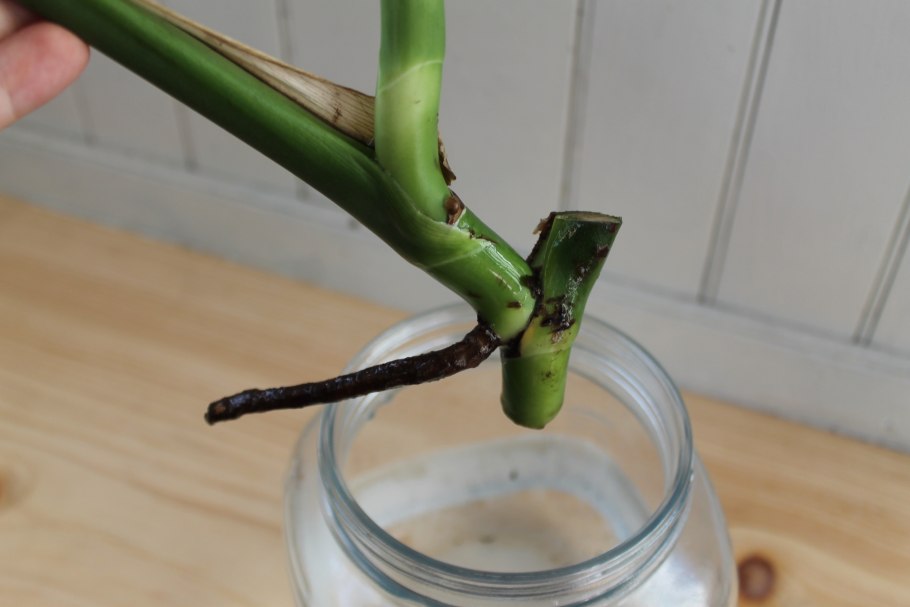 Монстера acuminata