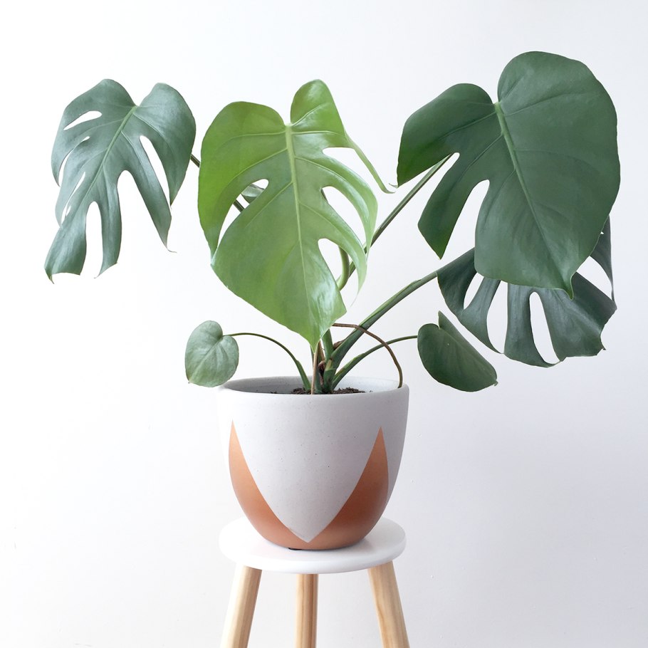 Монстера росточек