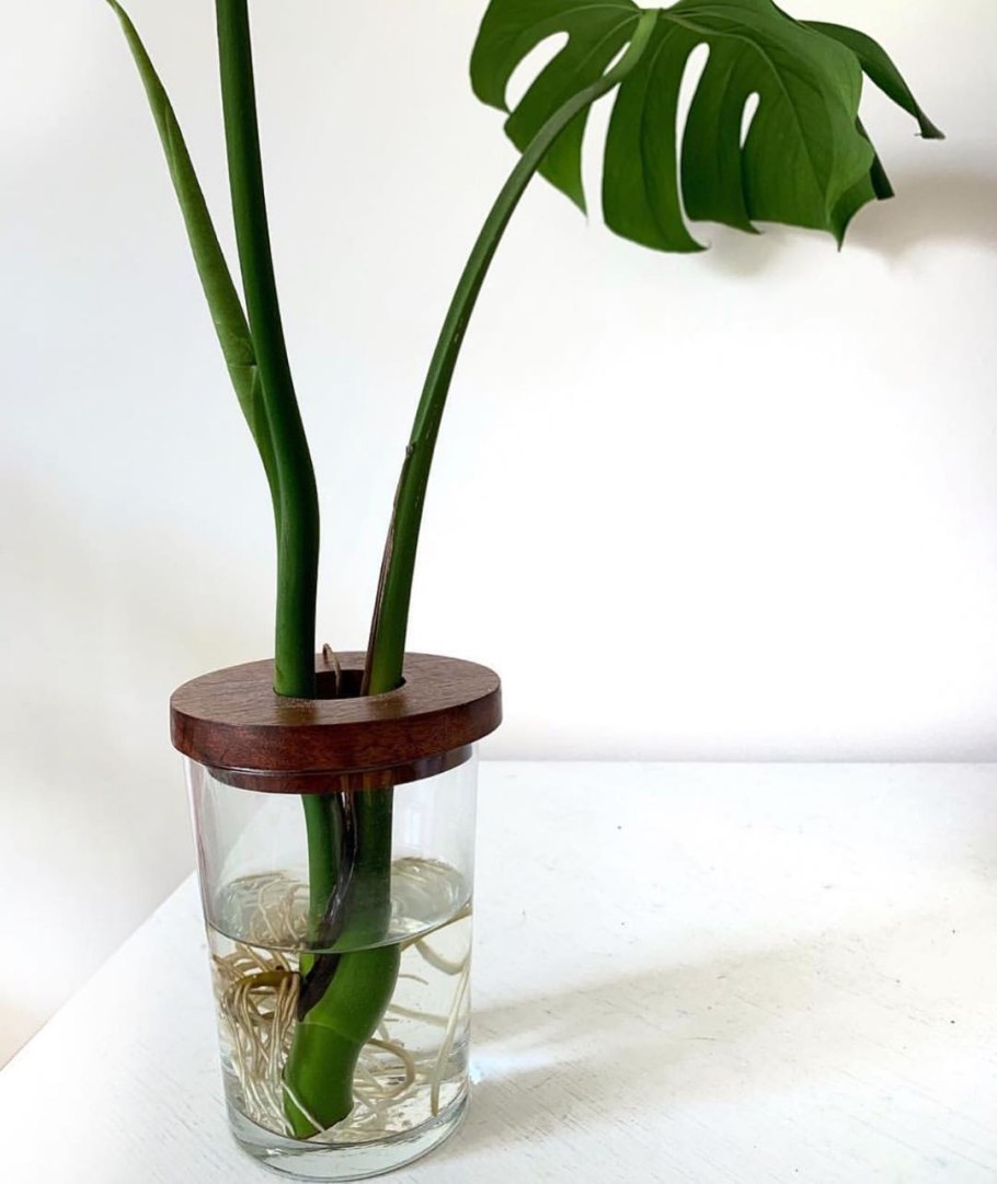 Верхушечный черенок монстеры