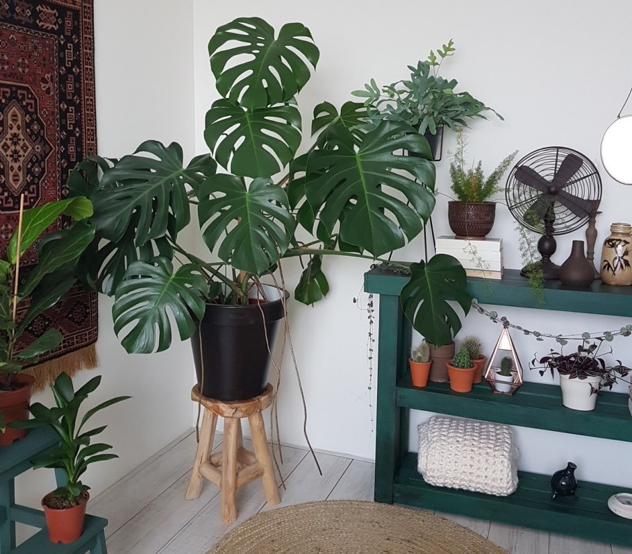 Что это за монстера адонсони с бледным варом или сплешем