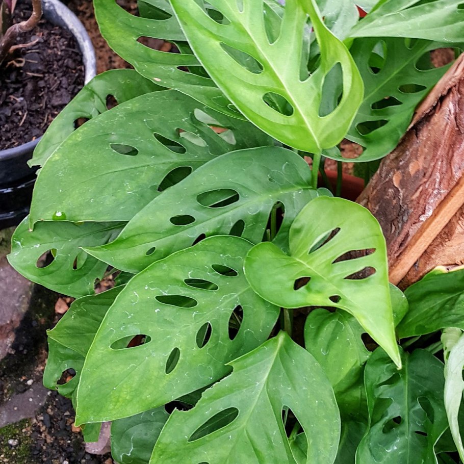 Монстера размножение укоренение