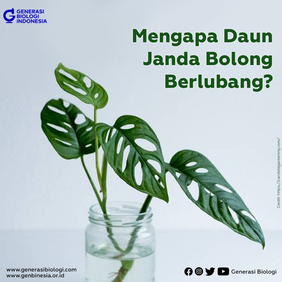 Всходы монстеры