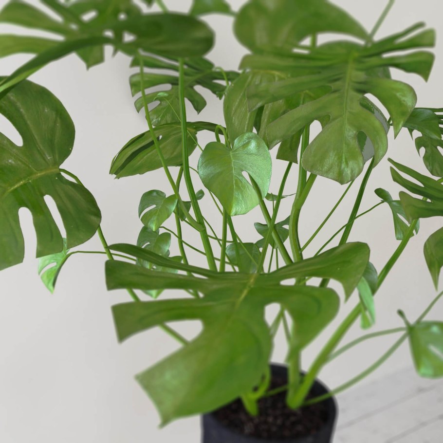 Монстера пересадить размножение