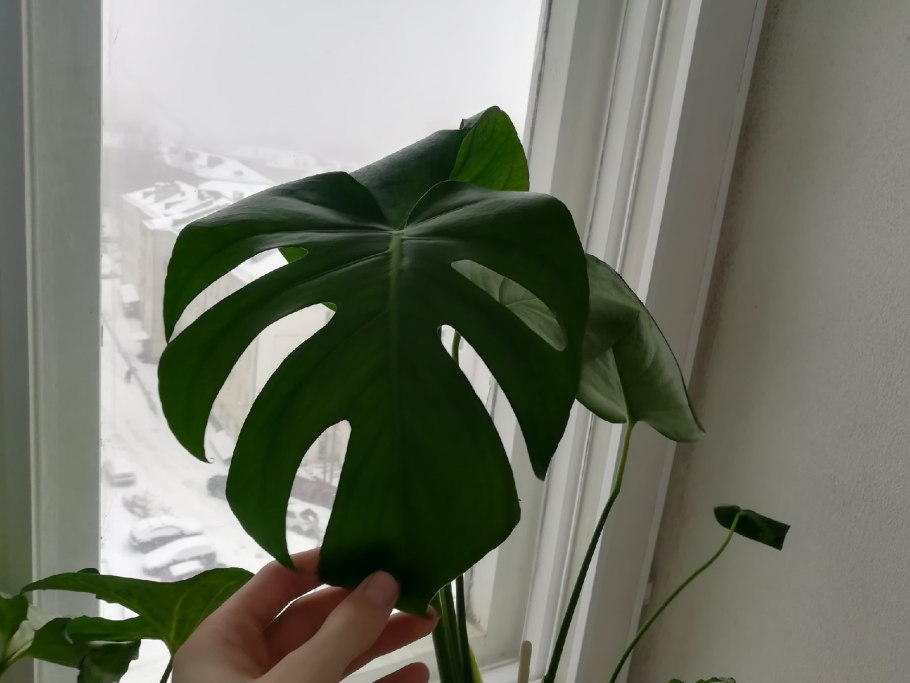 Монстера укореняются листьями