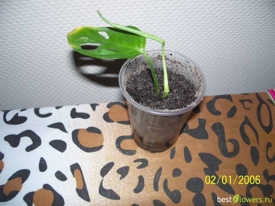 Монстера деликатесная корни