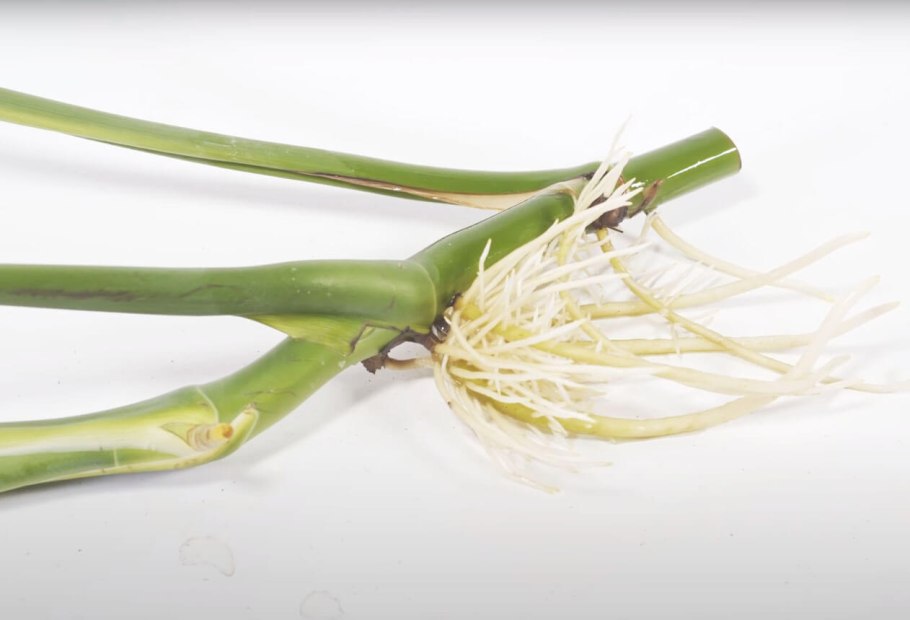 Монстера деликатесная (Monstera deliciosa)