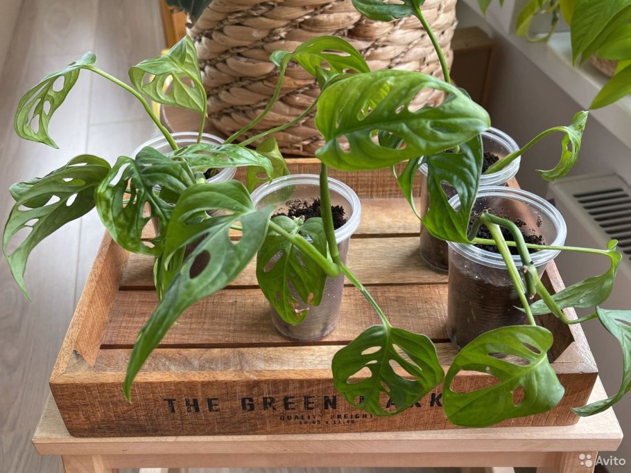 Омолаживание монстеры