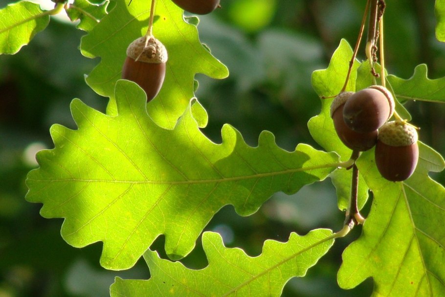 Quercus Alba