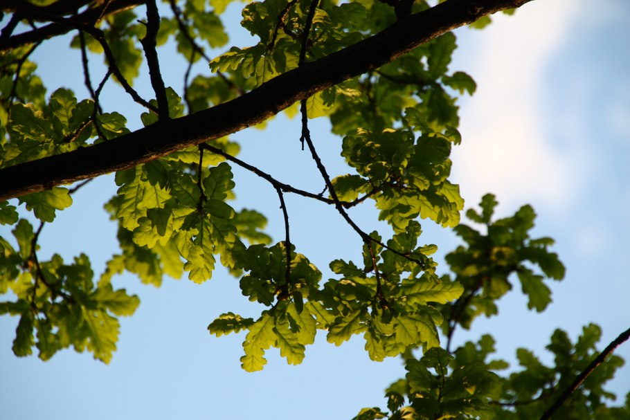 Цвет листьев дуба летом