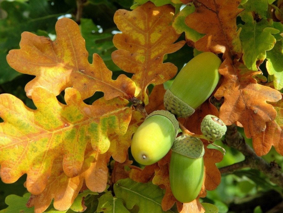 Молодой дуб