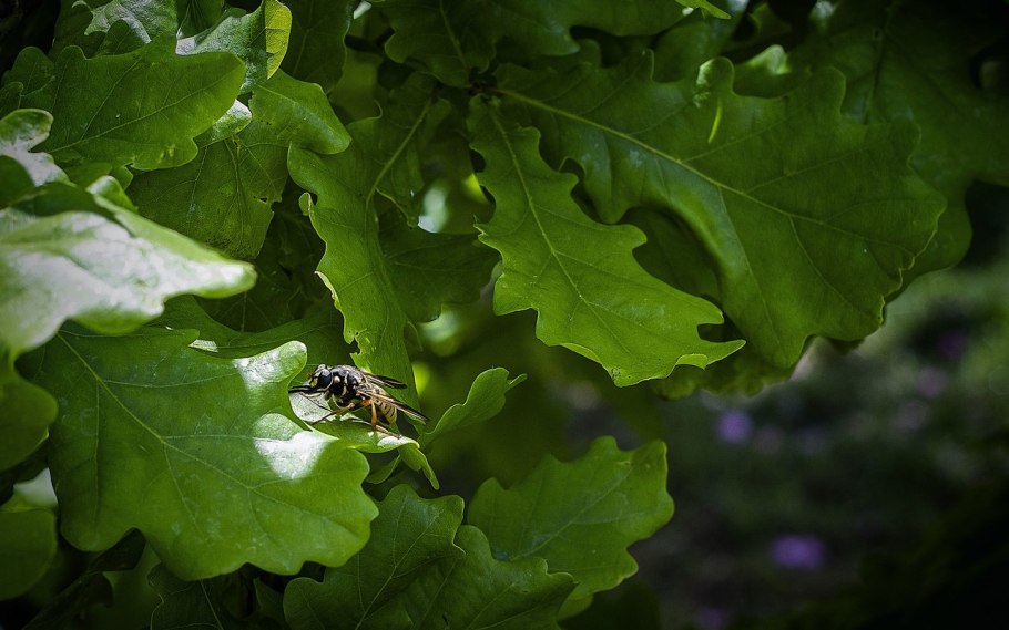 Дуб с острыми листьями