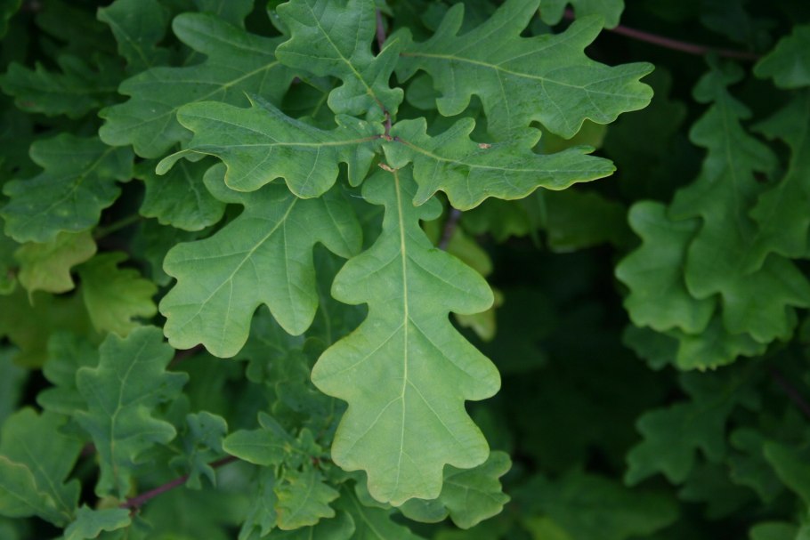 Дуб черешчатый всходы