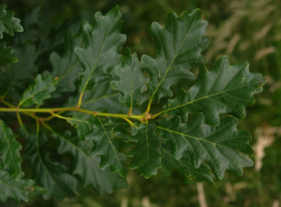 Дуб черешчатый желуди