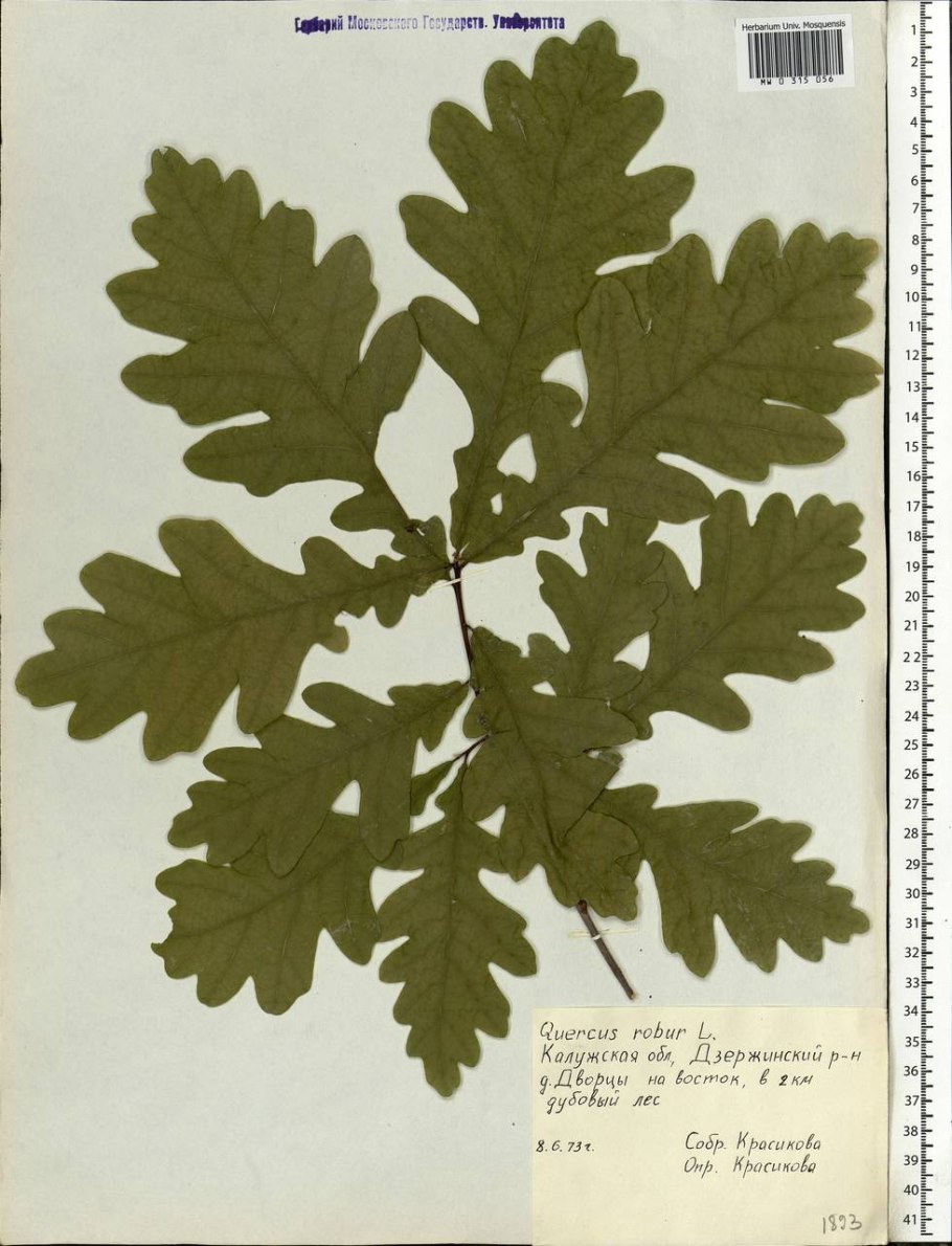 Лист дуба фото