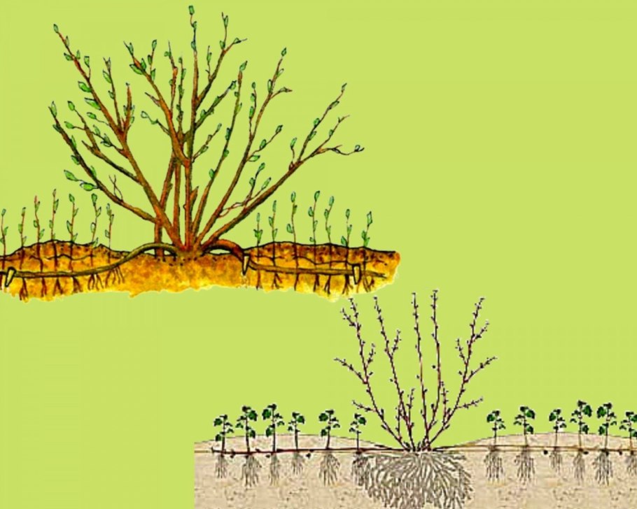 Размножение смородины черенками весной