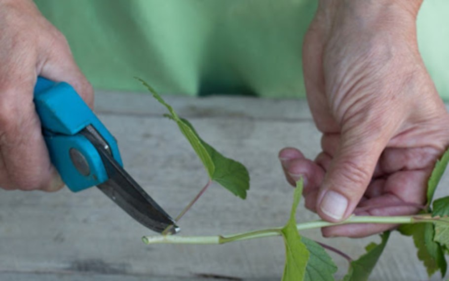 Вегетативное размножение рож