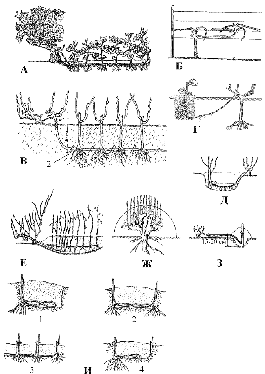 Вегетативно корневыми клубнями размножается -ются