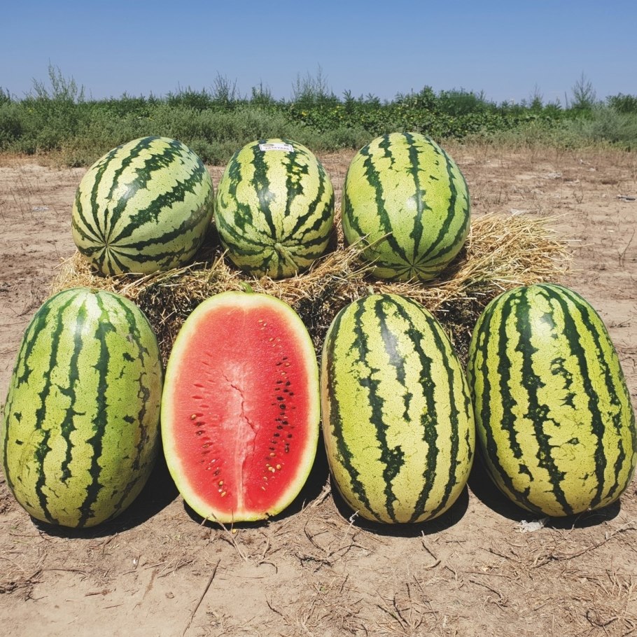 Арбуз Маристо f1 Энза заден