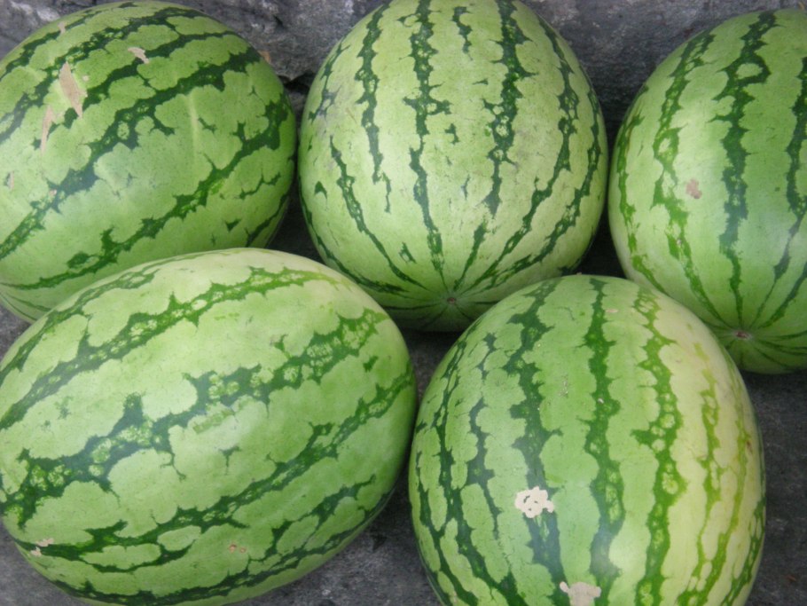 Арбуз Александр f1