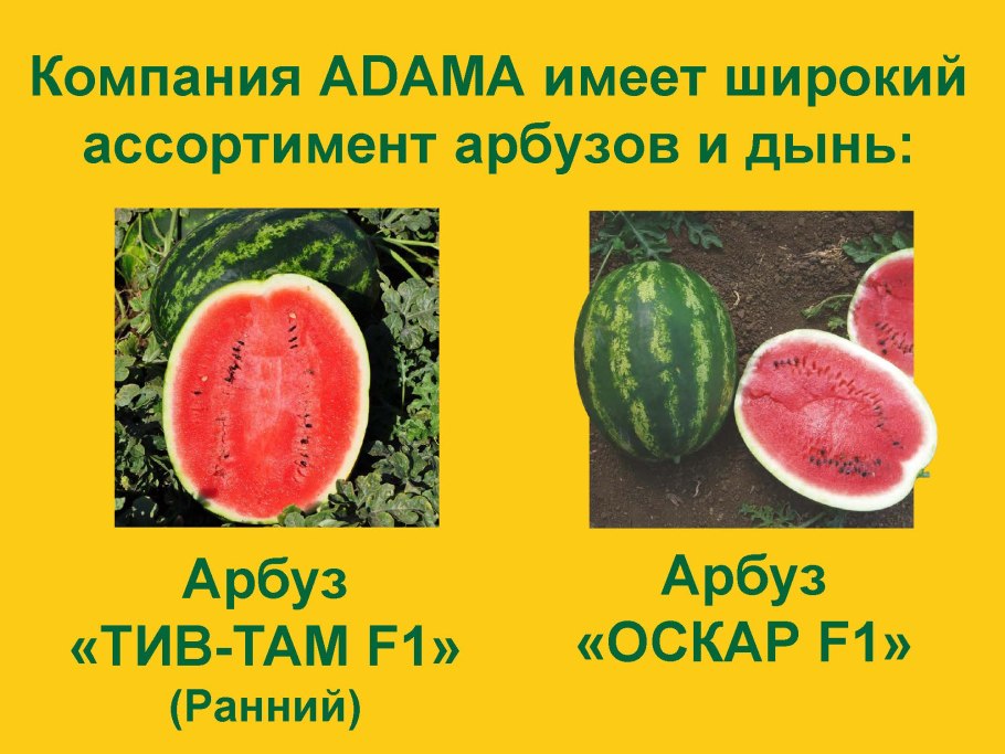 Арбуз семена там там
