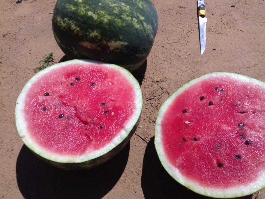 Если на всех арбузах зеленые хвостики значит они не спелые