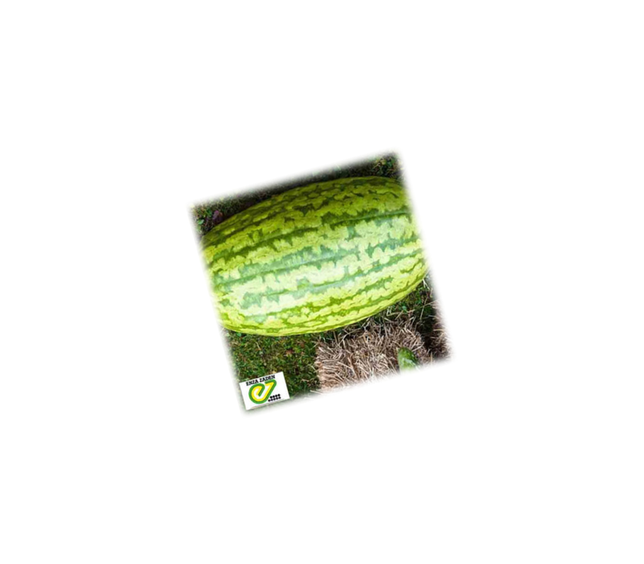 Пустой Арбуз