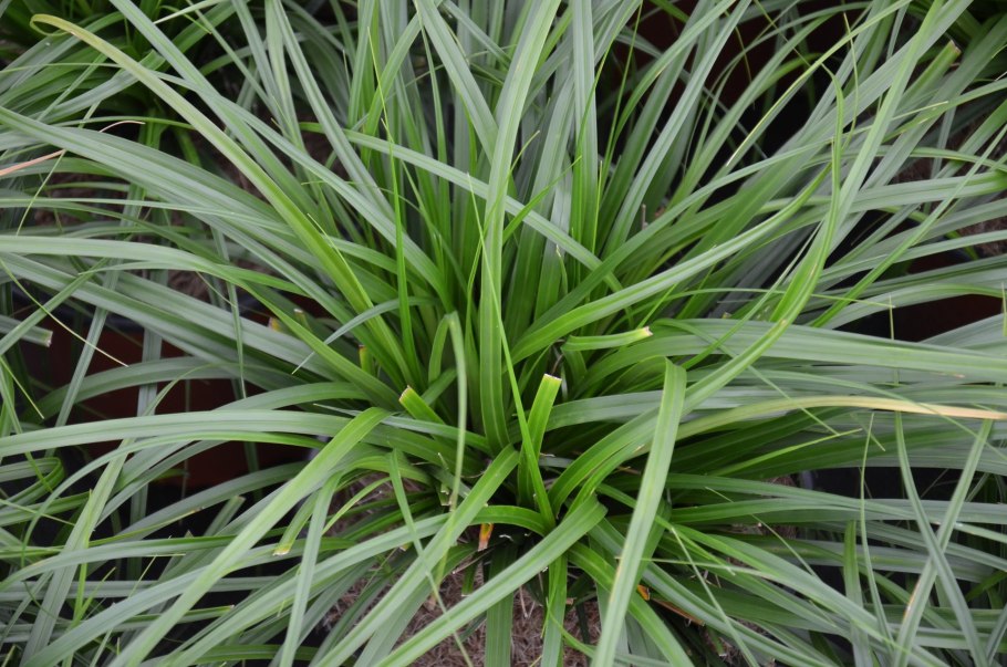 Осока Carex oshimensis Evergold