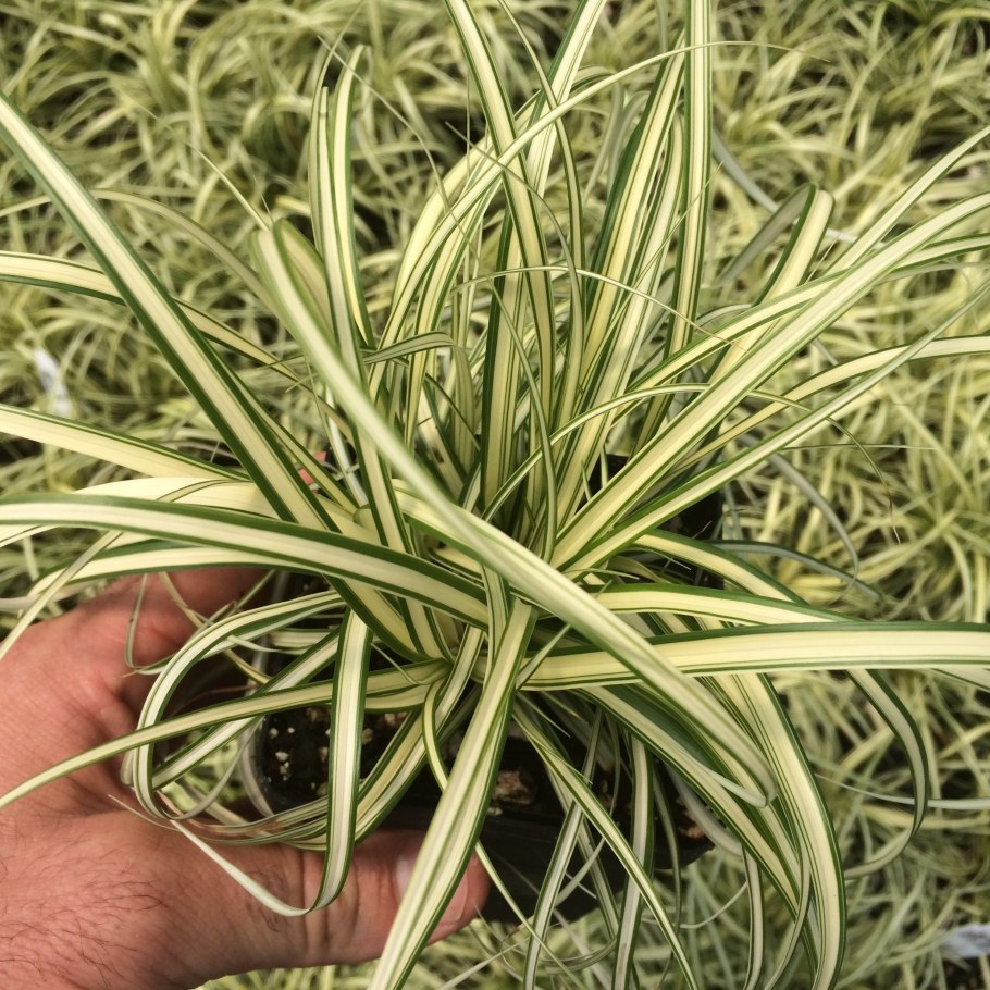 Carex oshimensis