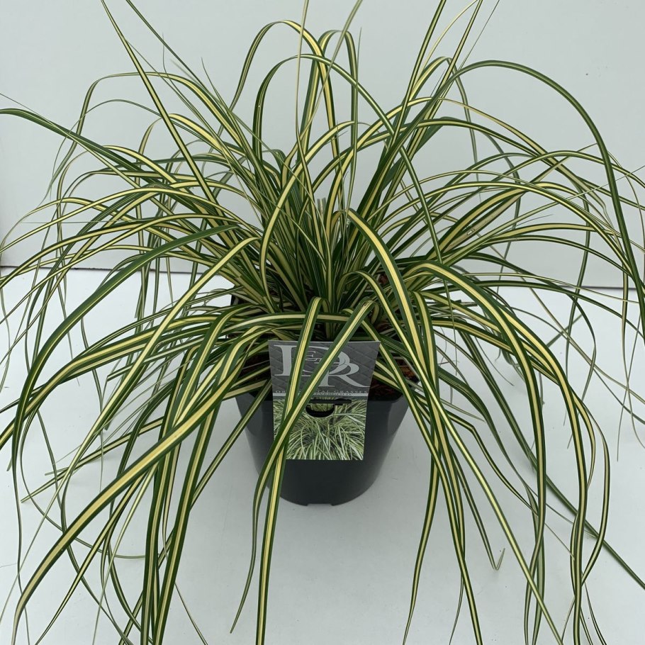 Carex oshimensis Goldwell