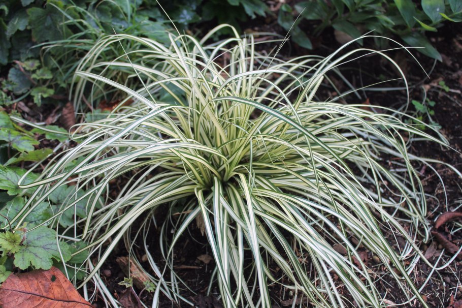 Осока Морроу (Carex morrowii 'variegata) р9