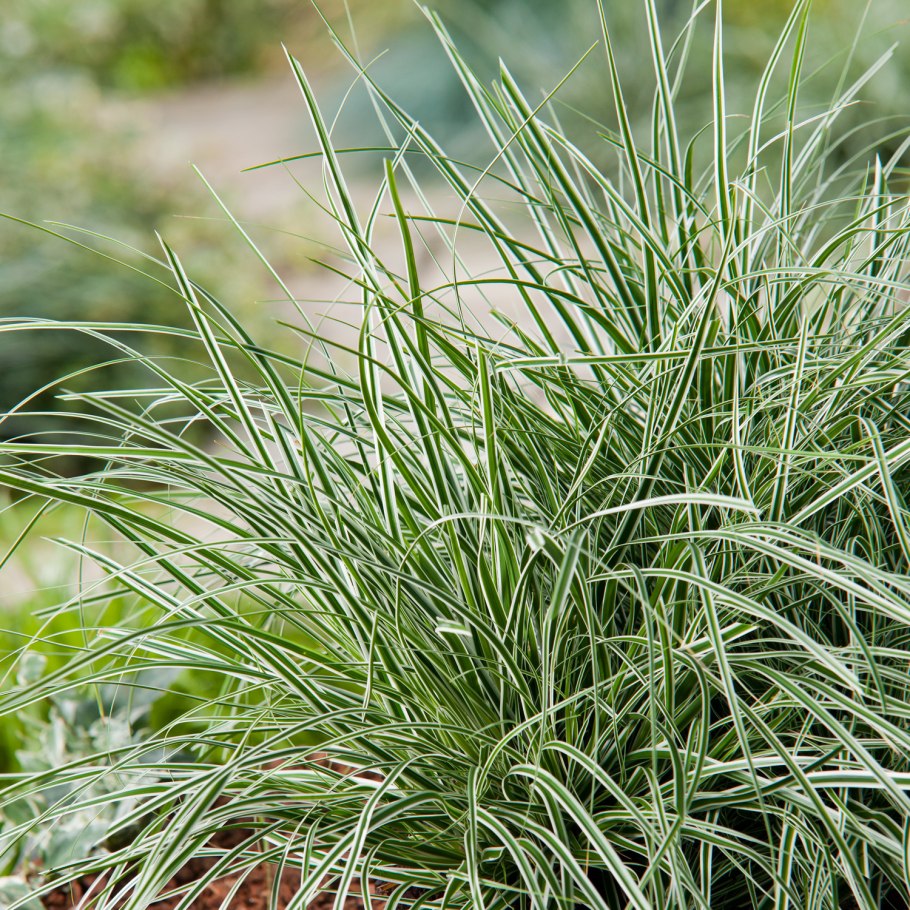 Осока (Carex) Эверголд