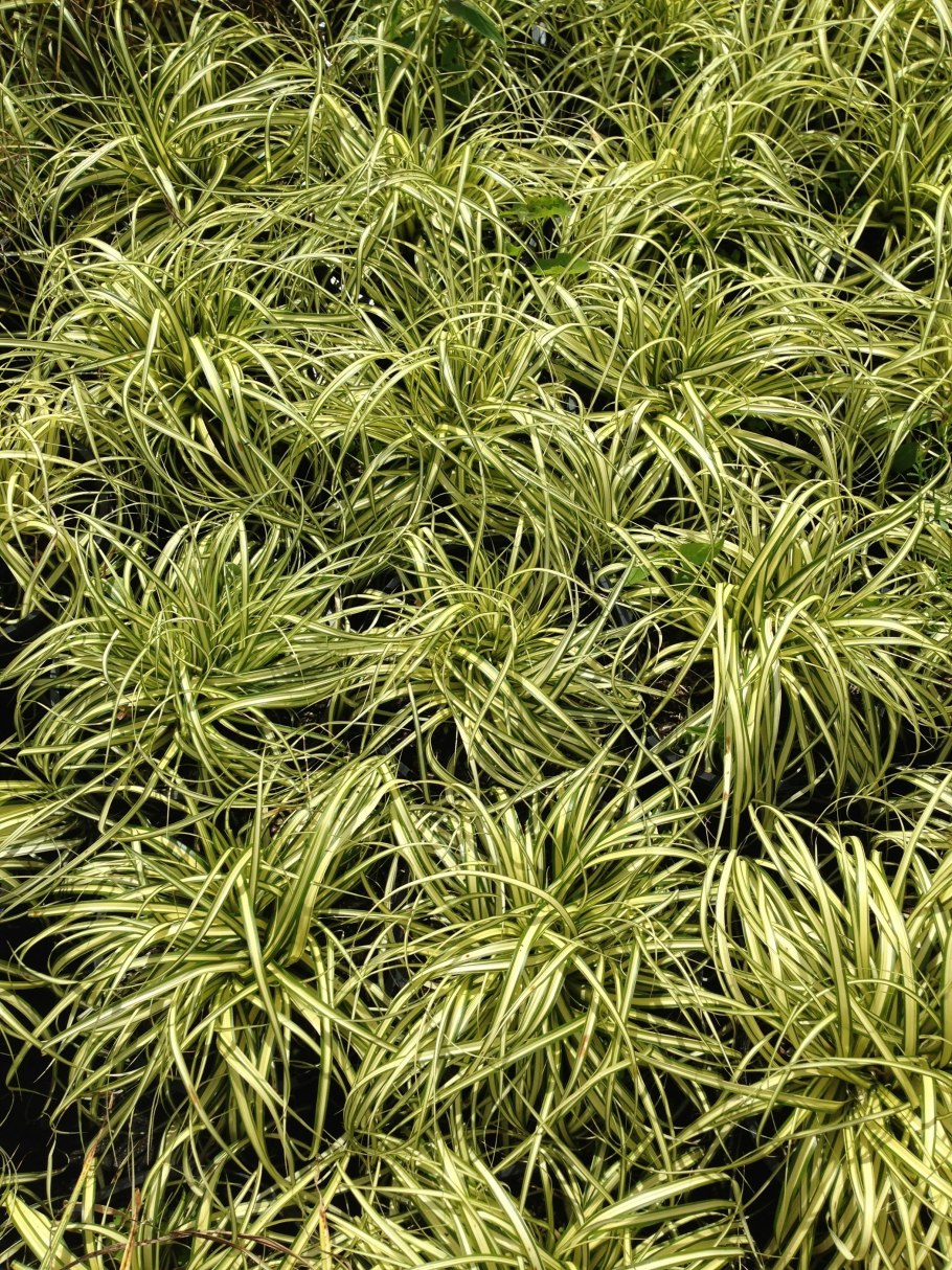 Осока подорожниковая Carex plantaginea