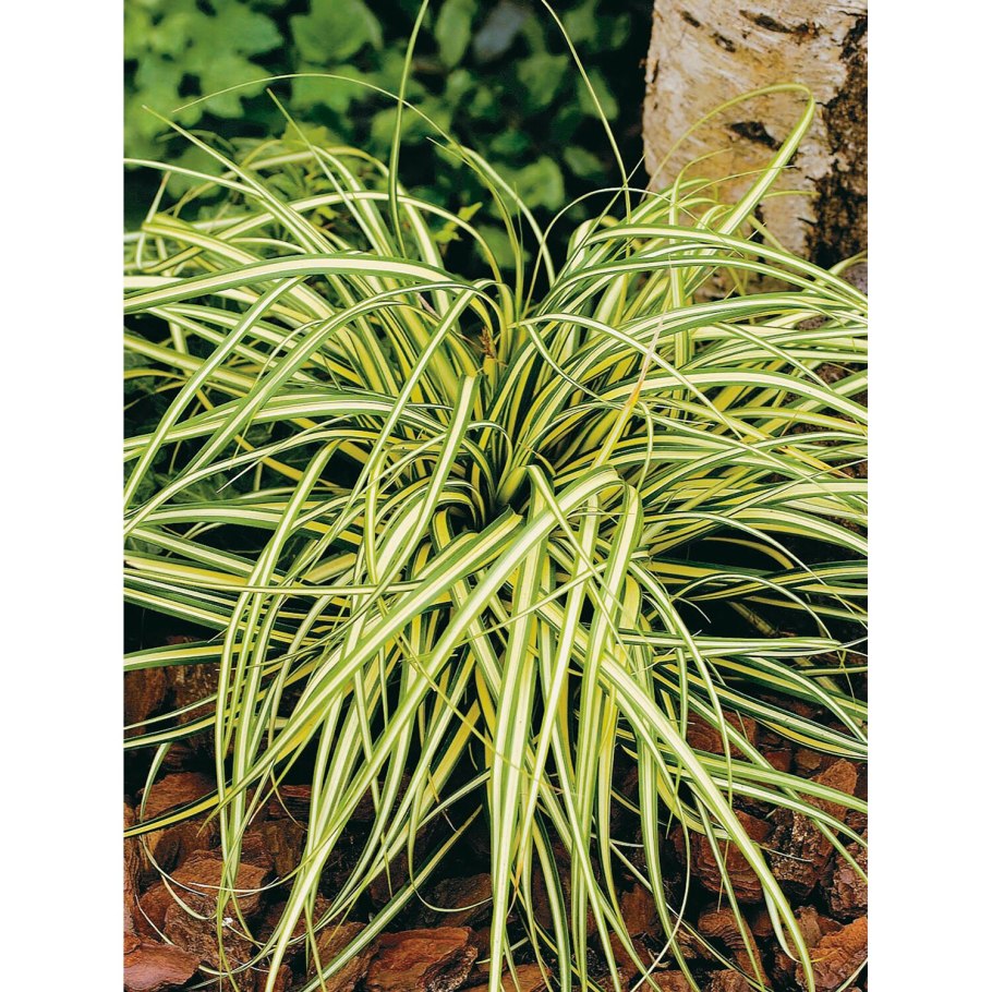 Осока Carex Evergold