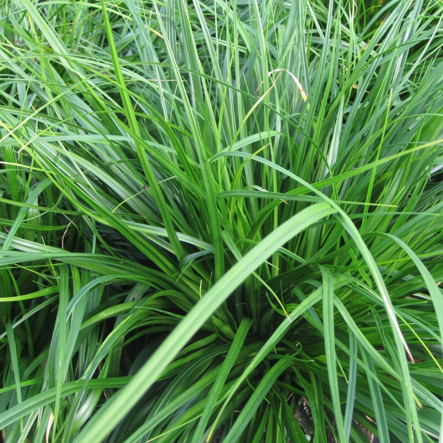Осока (Carex) Эверголд