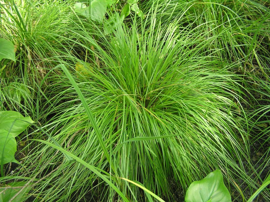 Осока Carex elata Aurea