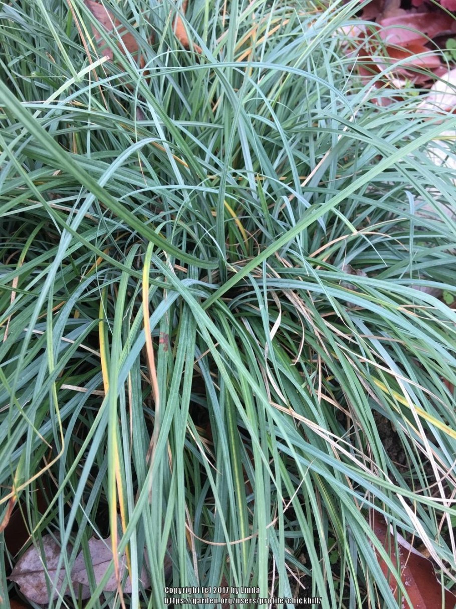 Осока Carex oshimensis Evergold