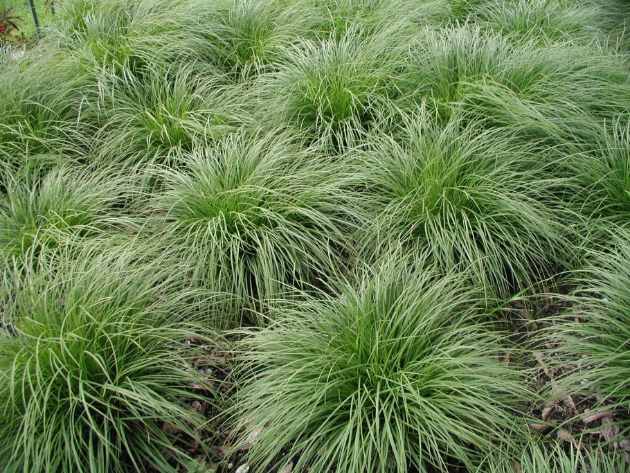 Осока Морроу (Carex morrowii `variegata`)