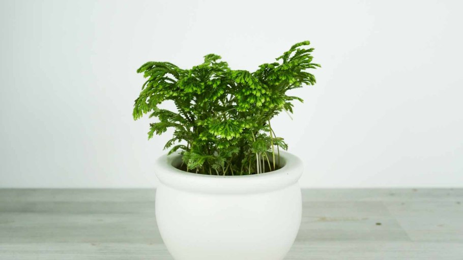 Селагинелла Мартенса