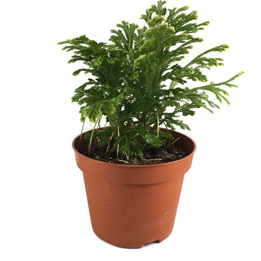 Тропическая селагинелла