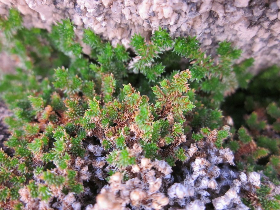 Папоротник селагинелла Мосс