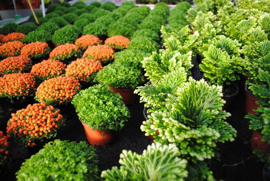 Селагинелла Мартенса (Selaginella martensii)