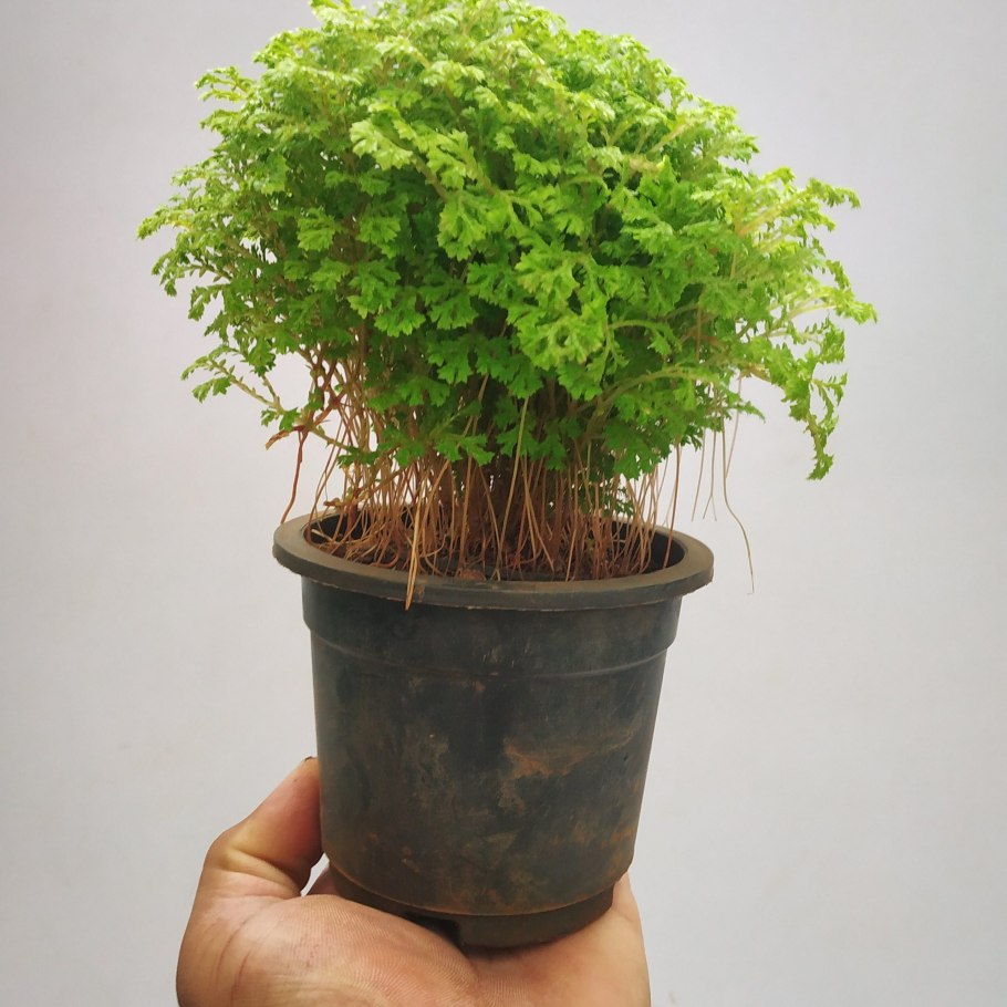 Селагинелла Мартенса (Selaginella martensii)