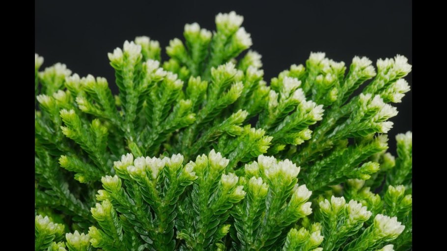 Селагинелла чешуелистная (Selaginella lepidophylla)