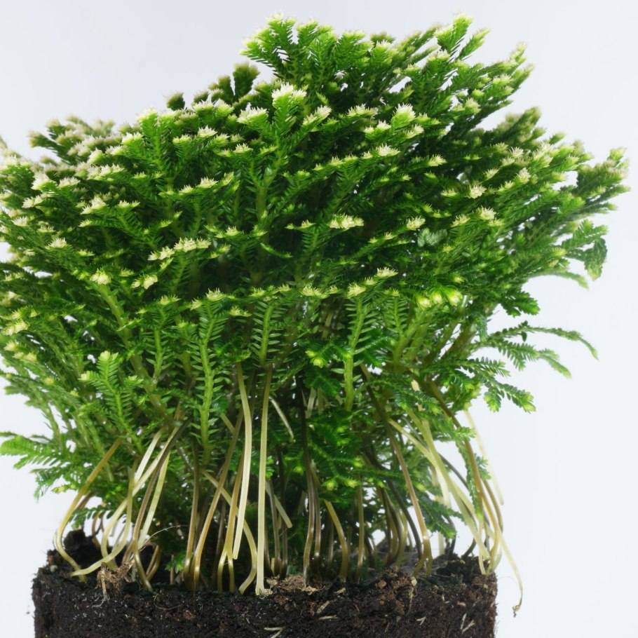 Селагинелла в пустыне