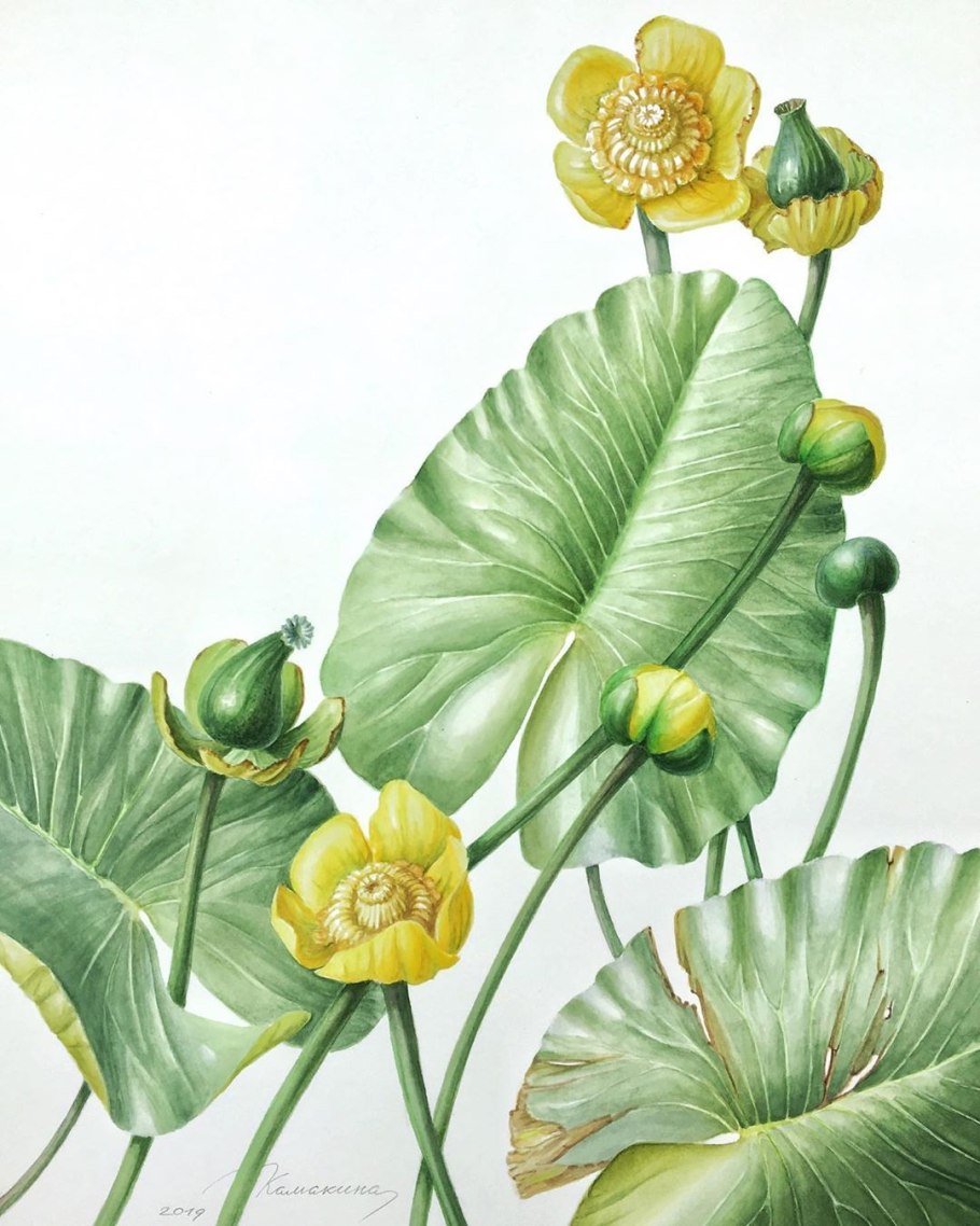 Кувшинка желтая кубышка