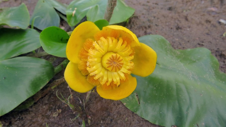 Лотос желтый (Nelumbo lutea).