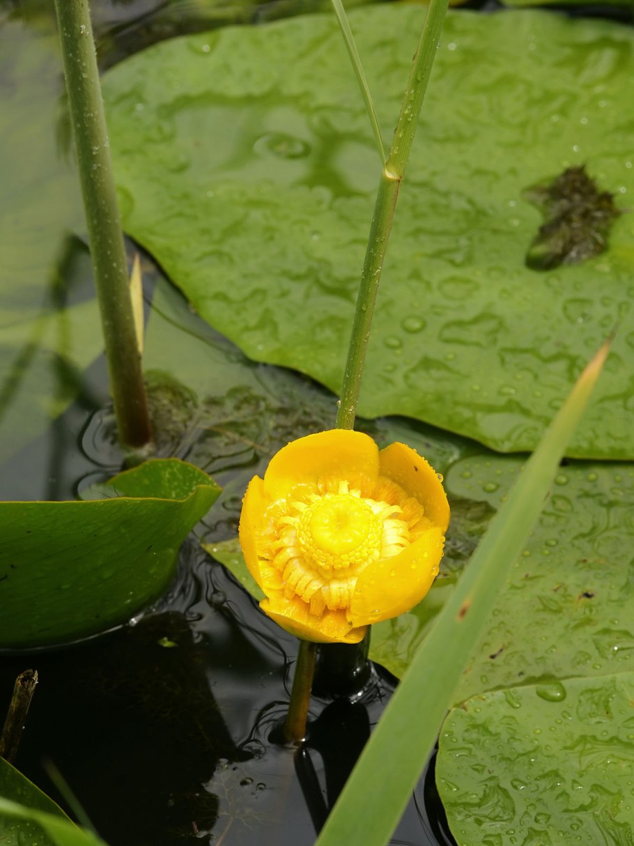 Кубышка (Nuphar)