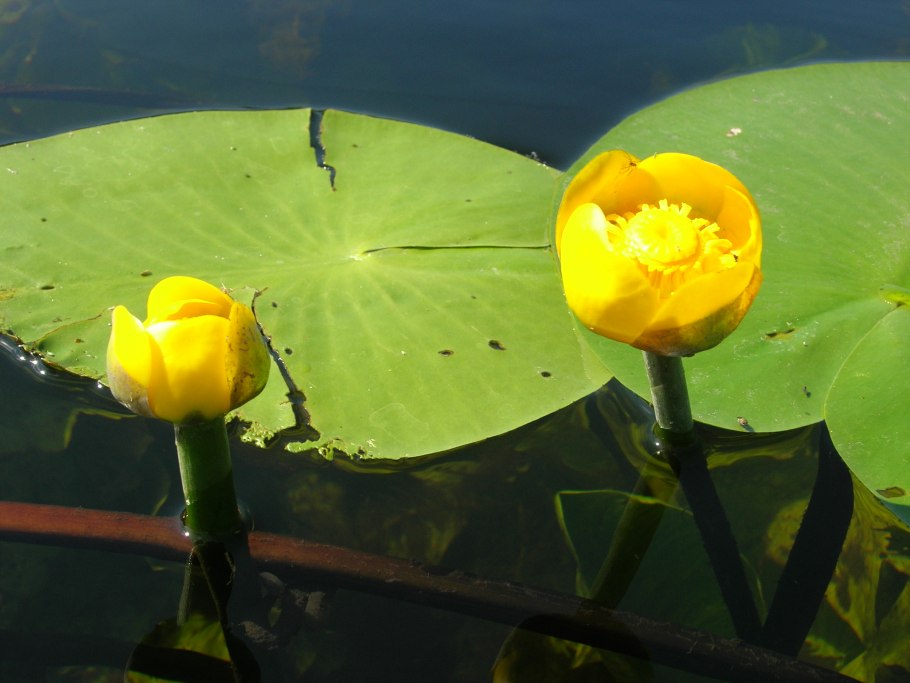 Кубышка желтая (Nuphar lutea)